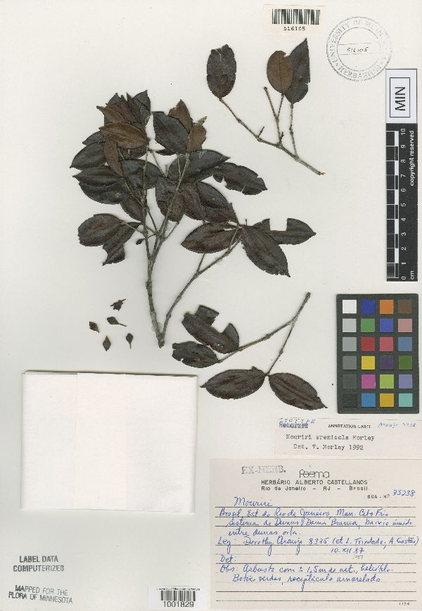 Mouriri arenicola image