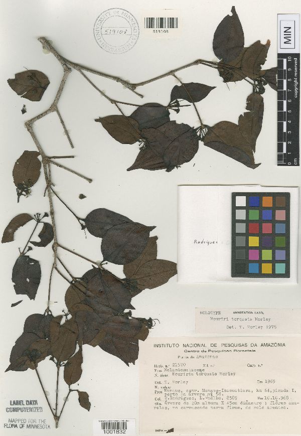 Mouriri torquata image