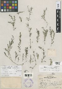 Najas guadalupensis image