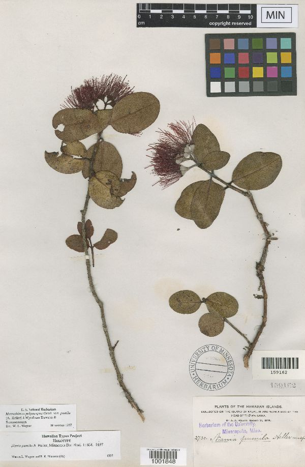 Metrosideros polymorpha var. pumila image