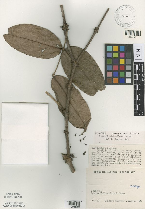 Mouriri micranthera image
