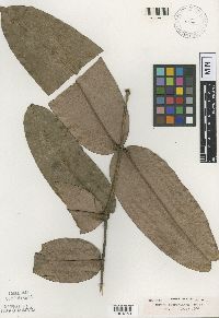 Mouriri micranthera image