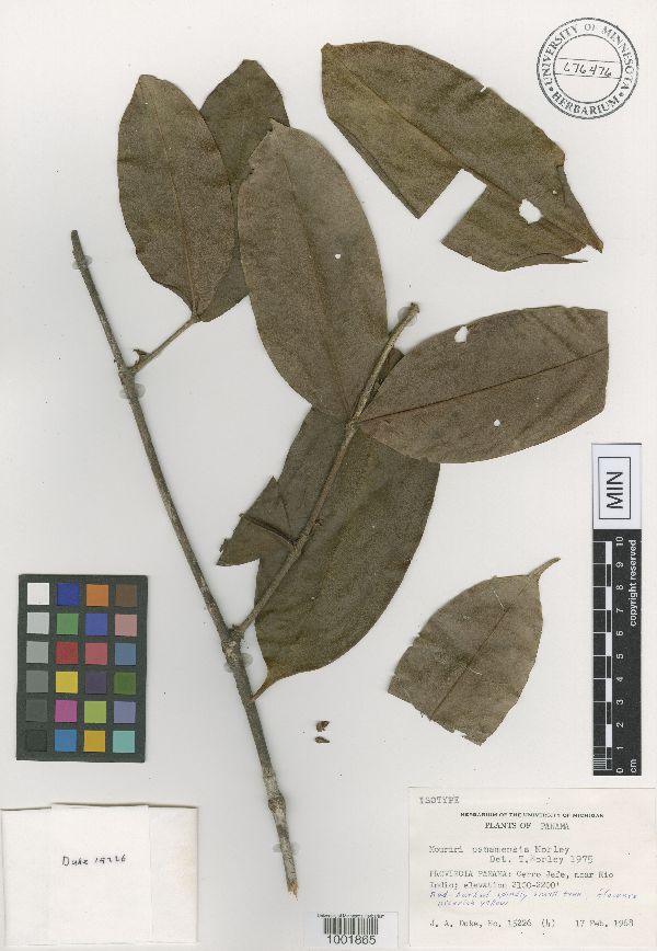 Mouriri panamensis image