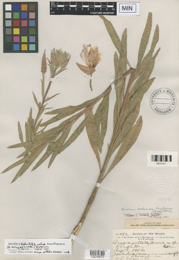 Oenothera elata image