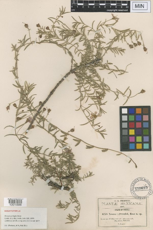 Ammannia pringlei image