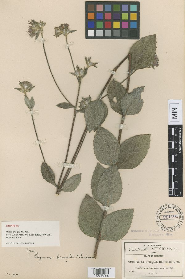 Nocca pringlei image