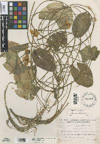 Nuphar microphylla image