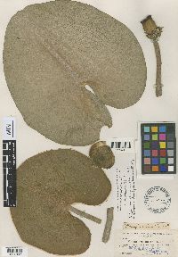 Image Associated With the Occurrence