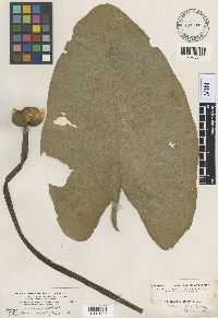 Image Associated With the Occurrence