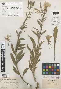 Oenothera elata image