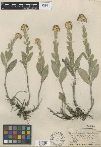 Solidago rigida subsp. humilis image