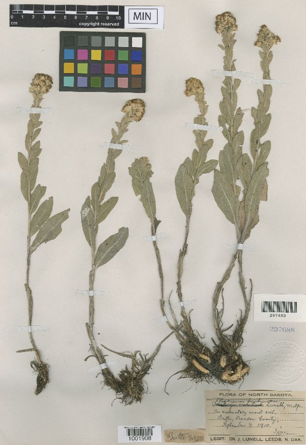 Solidago rigida subsp. humilis image