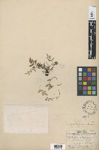 Media resource of Pellaea glabella