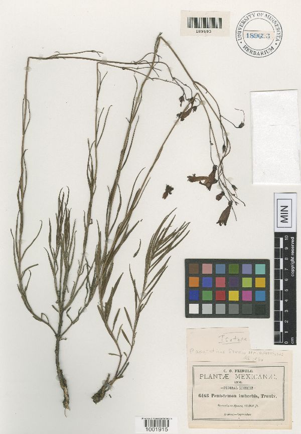 Penstemon apateticus image