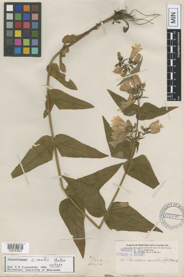 Penstemon smallii image