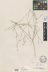 Media resource of Dichanthelium dichotomum