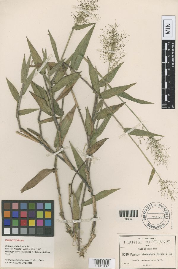 Dichanthelium viscidellum image