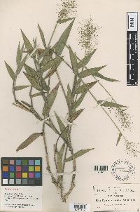 Media resource of Dichanthelium viscidellum