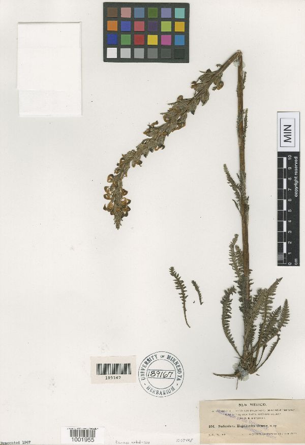 Pedicularis mogollonica image
