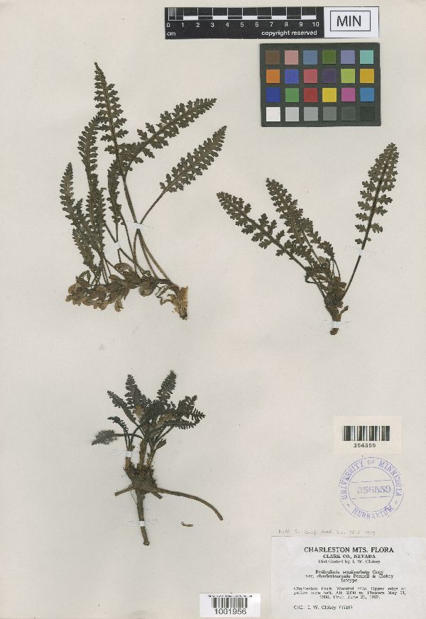 Pedicularis semibarbata image