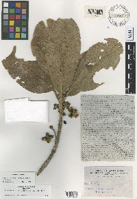 Image of Melicope cruciata