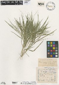 Dichanthelium boreale image