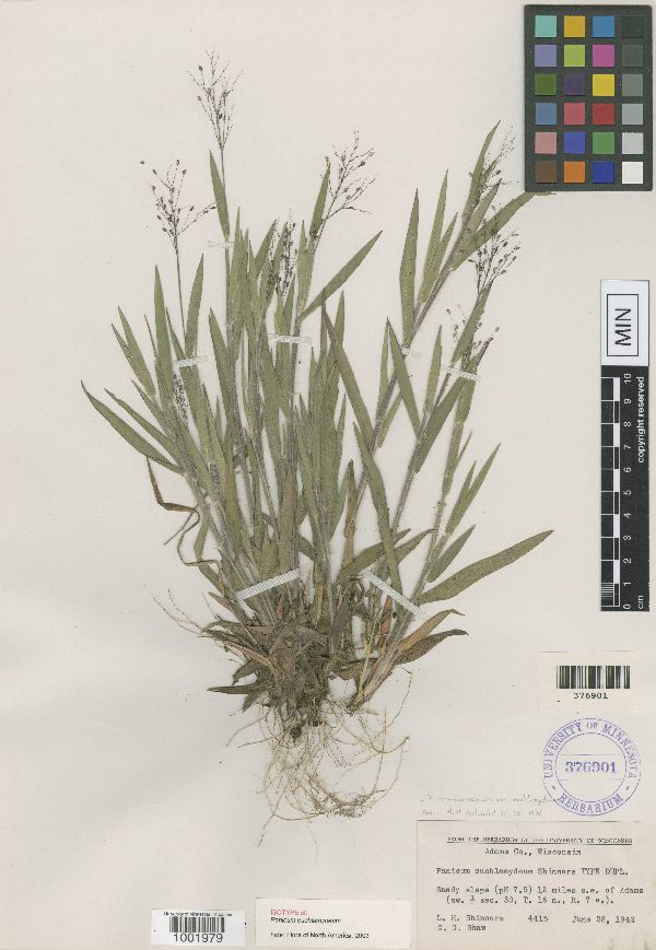 Dichanthelium commonsianum var. euchlamydeum image