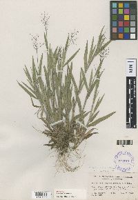 Media resource of Dichanthelium commonsianum