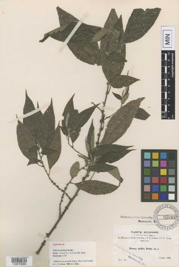 Boehmeria pavonii image