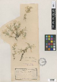 Image of Phlox abdita