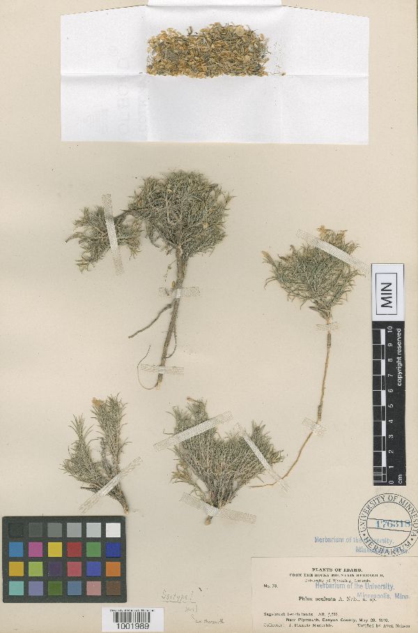 Phlox aculeata image