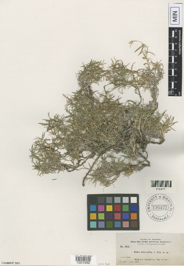 Phlox intermedia image