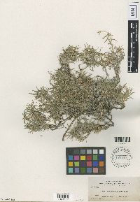 Image of Phlox intermedia
