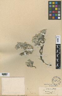 Image of Phlox lanata