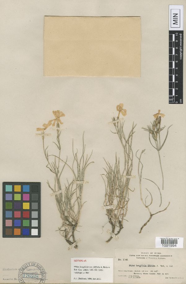 Phlox longifolia var. filifolia image