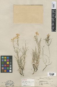 Media resource of Phlox longifolia
