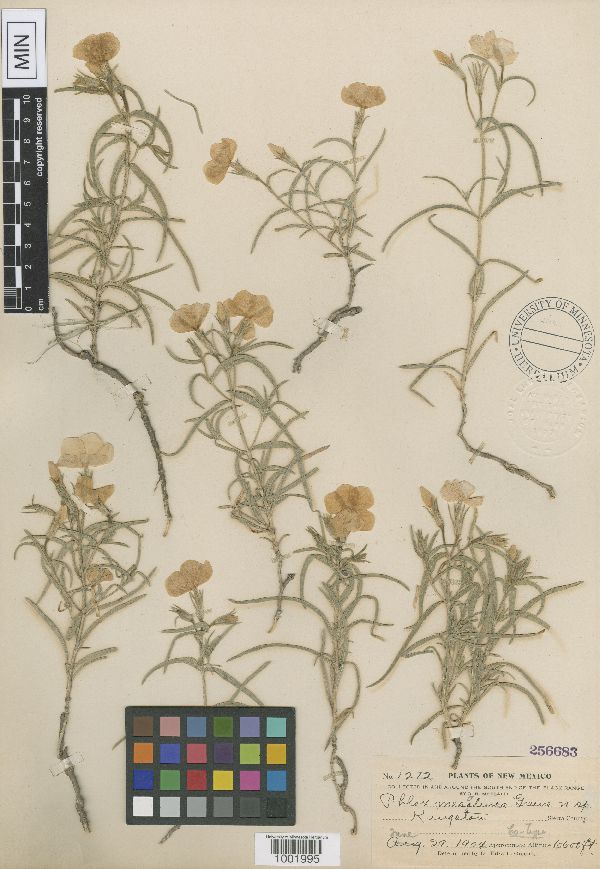 Phlox mesoleuca image