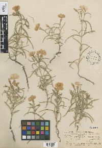 Image of Phlox mesoleuca