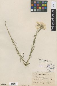 Phlox pilosa image