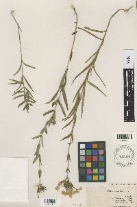 Image of Phlox rigida
