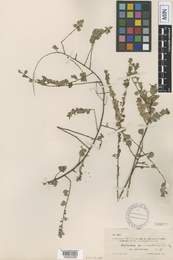 Phyllanthus peninsularis image