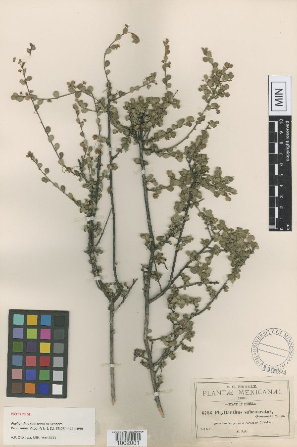 Phyllanthus subcuneatus image