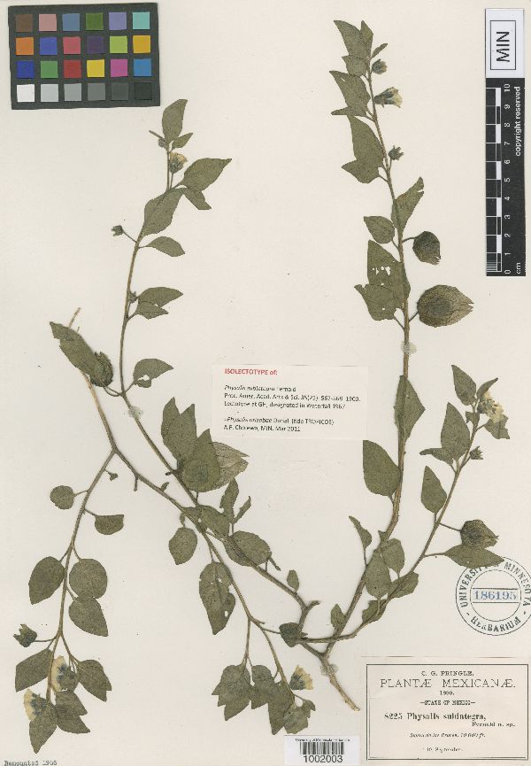 Physalis orizabae image