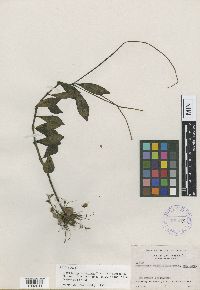 Thumbnail image of current specimen