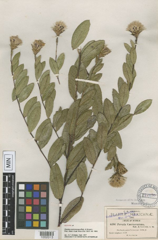 Acourtia cuernavacana image