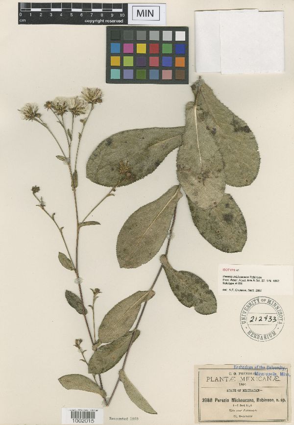 Acourtia michoacana image