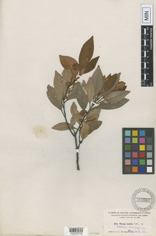 Persea humilis image