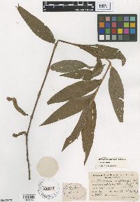 Persicaria amphibia image