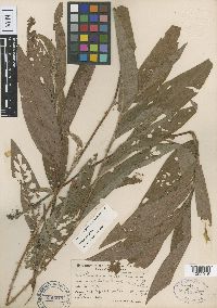 Persicaria amphibia image