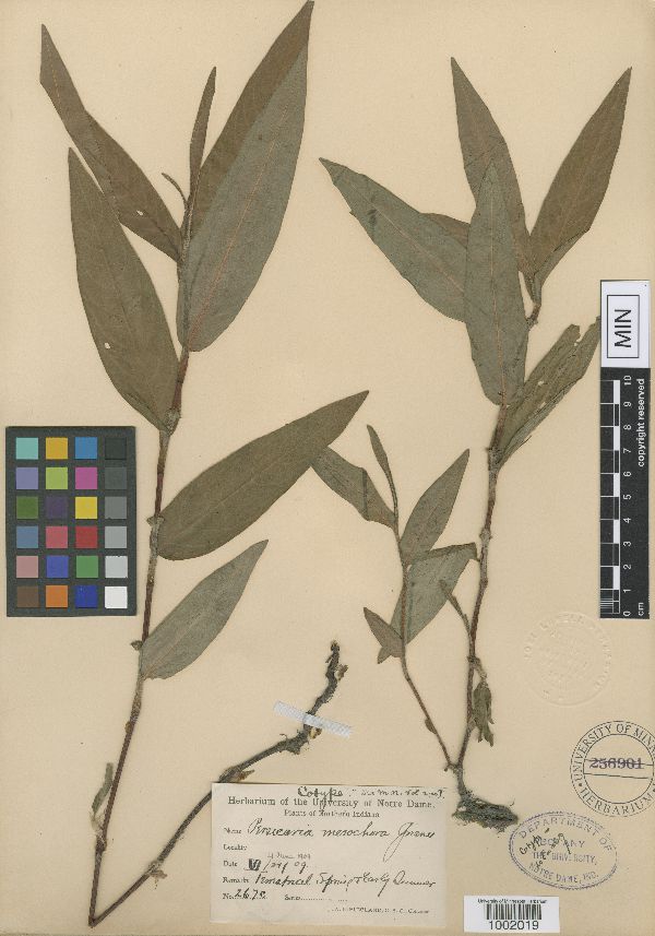 Persicaria mesochora image